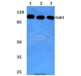 Anti-Gab1 (E655) Antibody from Bioworld Technology (BS1539) - Antibodies.com