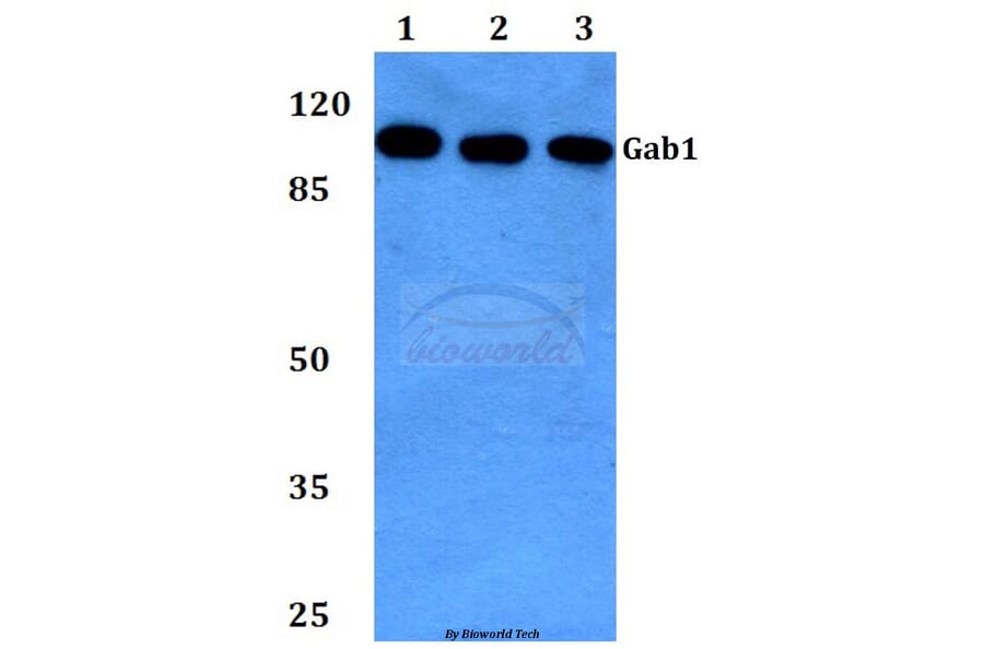 Anti-Gab1 (E655) Antibody from Bioworld Technology (BS1539) - Antibodies.com
