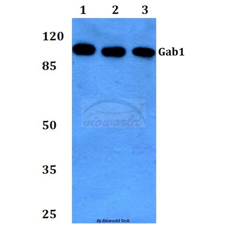 Anti-Gab1 (E655) Antibody from Bioworld Technology (BS1539) - Antibodies.com
