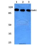 Anti-Gab1 (E655) Antibody from Bioworld Technology (BS1539) - Antibodies.com