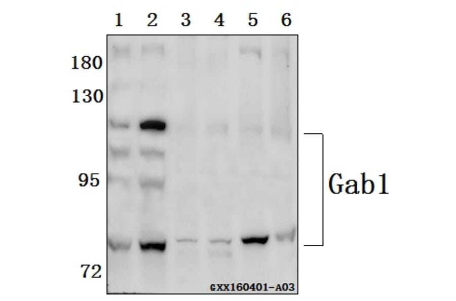 Anti-Gab1 (E655) Antibody from Bioworld Technology (BS1539) - Antibodies.com