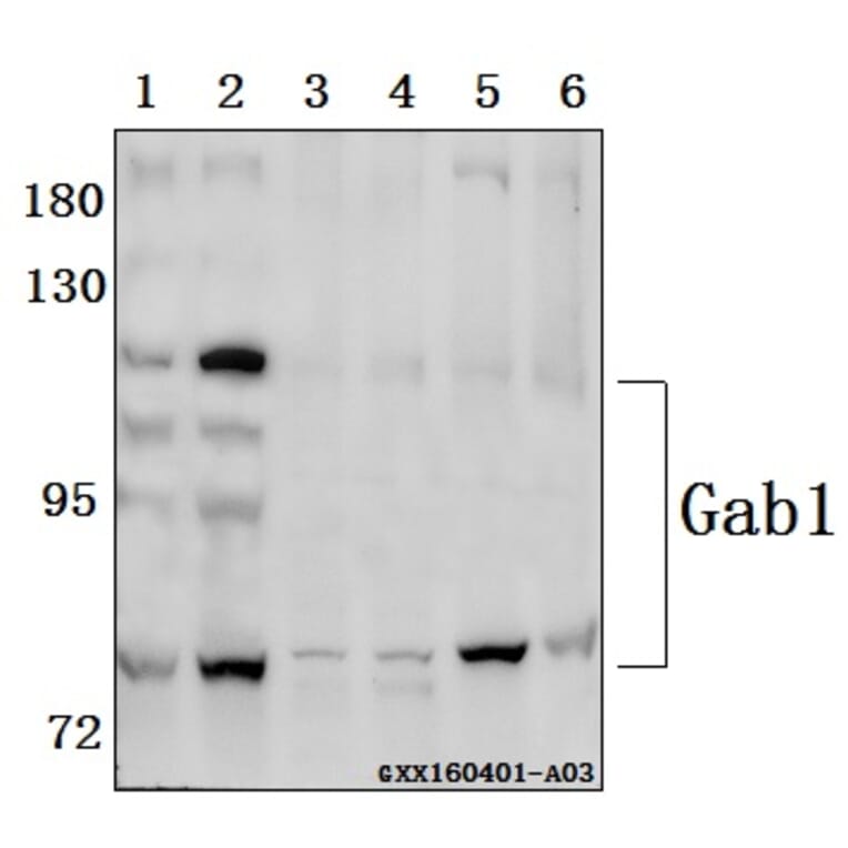 Anti-Gab1 (E655) Antibody from Bioworld Technology (BS1539) - Antibodies.com