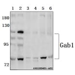 Anti-Gab1 (E655) Antibody from Bioworld Technology (BS1539) - Antibodies.com