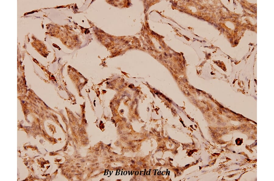 Anti-Gab1 (E655) Antibody from Bioworld Technology (BS1539) - Antibodies.com