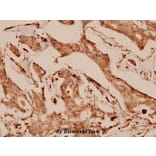 Anti-Gab1 (E655) Antibody from Bioworld Technology (BS1539) - Antibodies.com