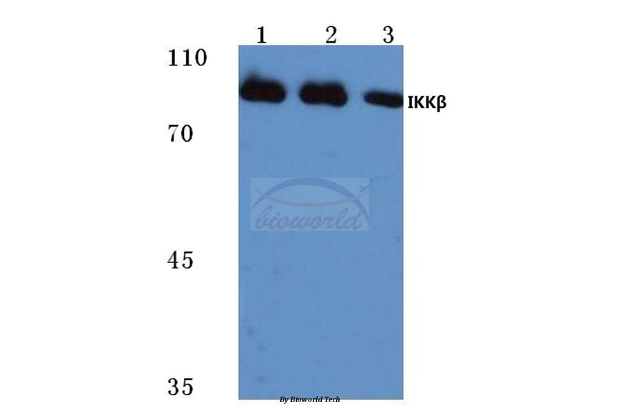Anti-IKKβ (L193) Antibody from Bioworld Technology (BS1540) - Antibodies.com