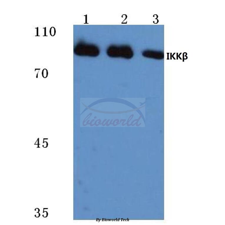 Anti-IKKβ (L193) Antibody from Bioworld Technology (BS1540) - Antibodies.com
