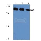 Anti-IKKβ (L193) Antibody from Bioworld Technology (BS1540) - Antibodies.com