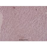 Anti-IKKβ (L193) Antibody from Bioworld Technology (BS1540) - Antibodies.com