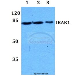 Anti-IRAK1 (T381) Antibody from Bioworld Technology (BS1541) - Antibodies.com