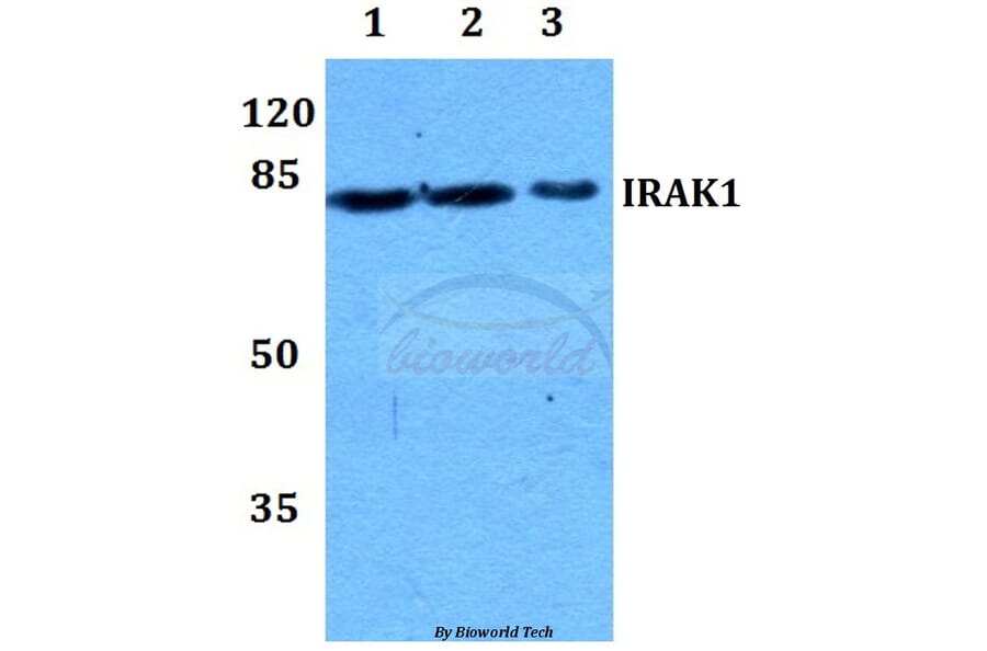 Anti-IRAK1 (T381) Antibody from Bioworld Technology (BS1541) - Antibodies.com
