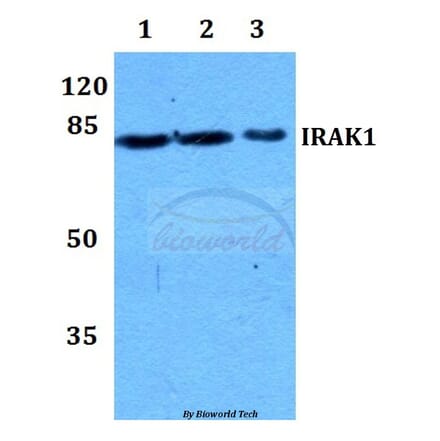 Anti-IRAK1 (T381) Antibody from Bioworld Technology (BS1541) - Antibodies.com