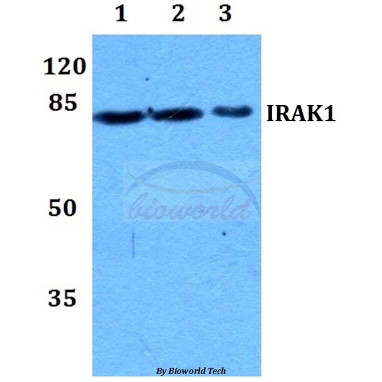 Anti-IRAK1 (T381) Antibody from Bioworld Technology (BS1541) - Antibodies.com