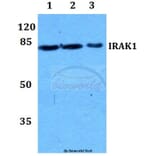 Anti-IRAK1 (T381) Antibody from Bioworld Technology (BS1541) - Antibodies.com
