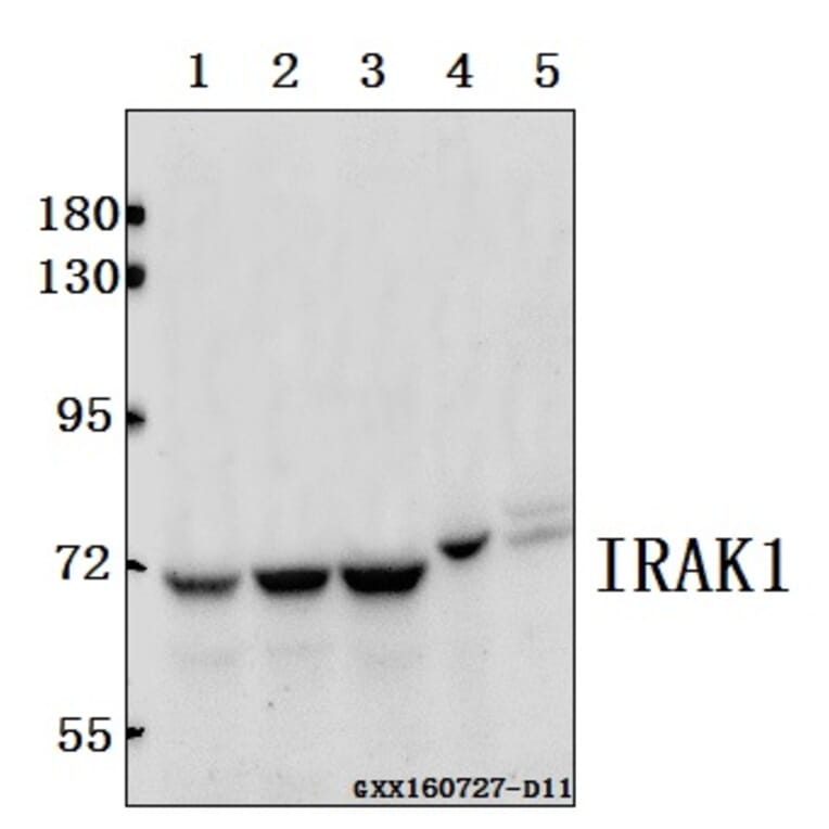 Anti-IRAK1 (T381) Antibody from Bioworld Technology (BS1541) - Antibodies.com