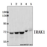 Anti-IRAK1 (T381) Antibody from Bioworld Technology (BS1541) - Antibodies.com
