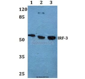 Anti-IRF-3 (A379) Antibody from Bioworld Technology (BS1542) - Antibodies.com