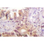 Anti-IRF-3 (A379) Antibody from Bioworld Technology (BS1542) - Antibodies.com