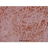 Anti-IRS-1 (L789) Antibody from Bioworld Technology (BS1543) - Antibodies.com