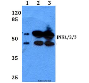 Anti-JNK1/2/3 (P184) Antibody from Bioworld Technology (BS1544) - Antibodies.com