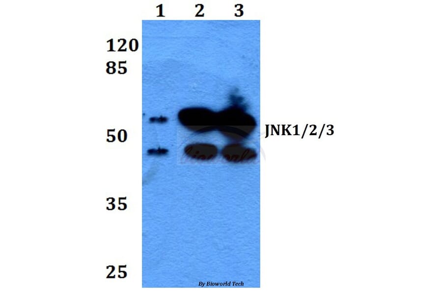 Anti-JNK1/2/3 (P184) Antibody from Bioworld Technology (BS1544) - Antibodies.com