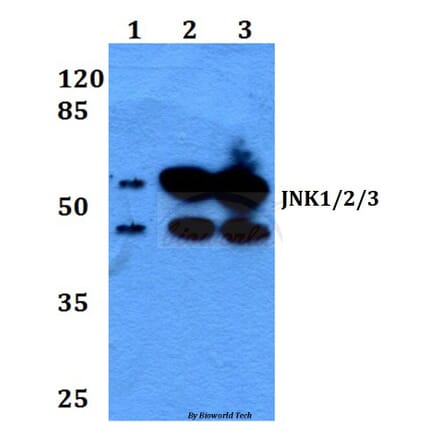 Anti-JNK1/2/3 (P184) Antibody from Bioworld Technology (BS1544) - Antibodies.com