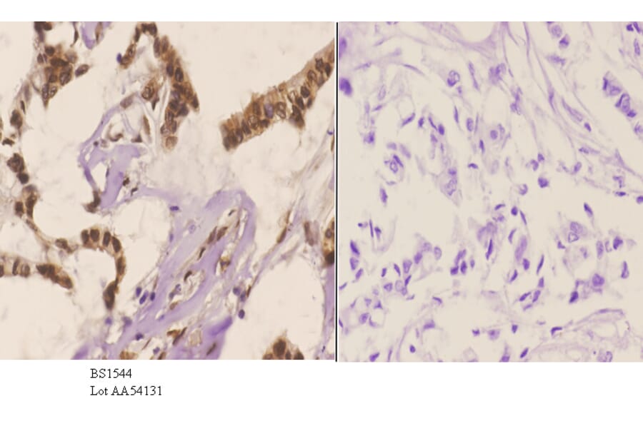 Anti-JNK1/2/3 (P184) Antibody from Bioworld Technology (BS1544) - Antibodies.com