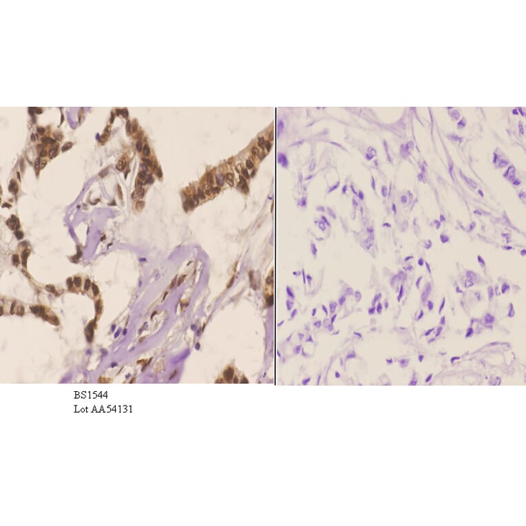 Anti-JNK1/2/3 (P184) Antibody from Bioworld Technology (BS1544) - Antibodies.com