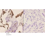 Anti-JNK1/2/3 (P184) Antibody from Bioworld Technology (BS1544) - Antibodies.com