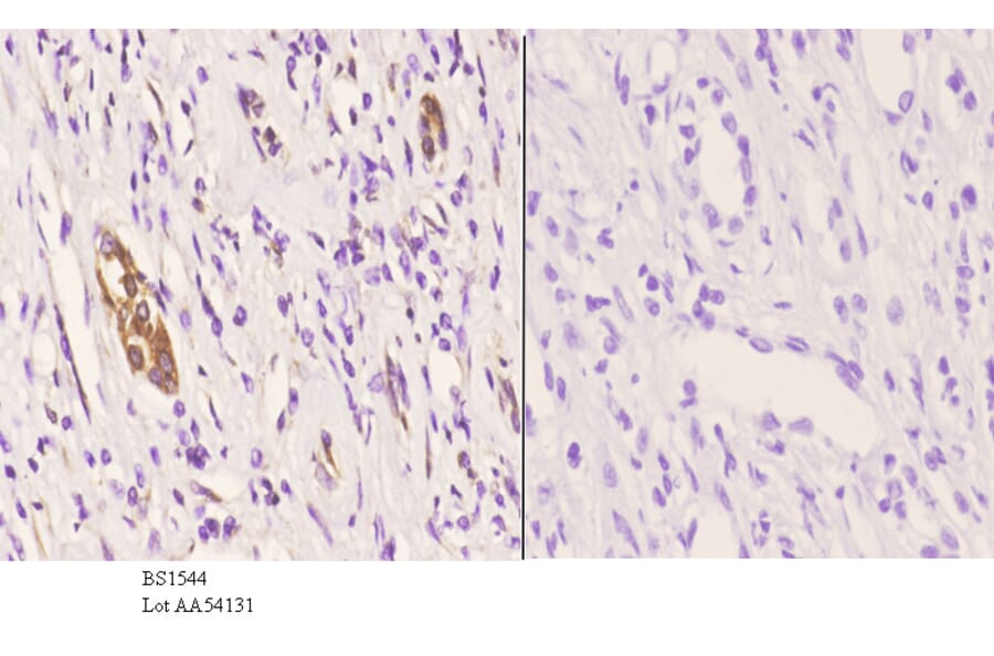 Anti-JNK1/2/3 (P184) Antibody from Bioworld Technology (BS1544) - Antibodies.com