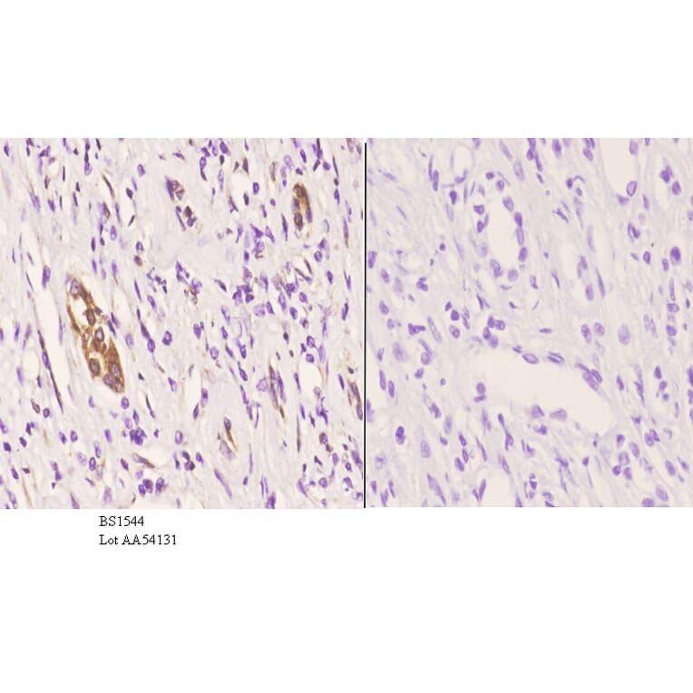 Anti-JNK1/2/3 (P184) Antibody from Bioworld Technology (BS1544) - Antibodies.com