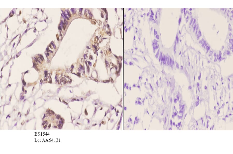 Anti-JNK1/2/3 (P184) Antibody from Bioworld Technology (BS1544) - Antibodies.com