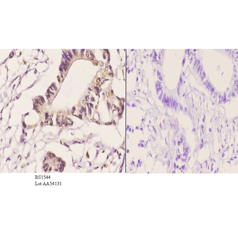 Anti-JNK1/2/3 (P184) Antibody from Bioworld Technology (BS1544) - Antibodies.com