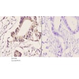 Anti-JNK1/2/3 (P184) Antibody from Bioworld Technology (BS1544) - Antibodies.com