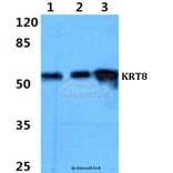 Anti-Cytokeratin 8 (G427) Antibody from Bioworld Technology (BS1545) - Antibodies.com