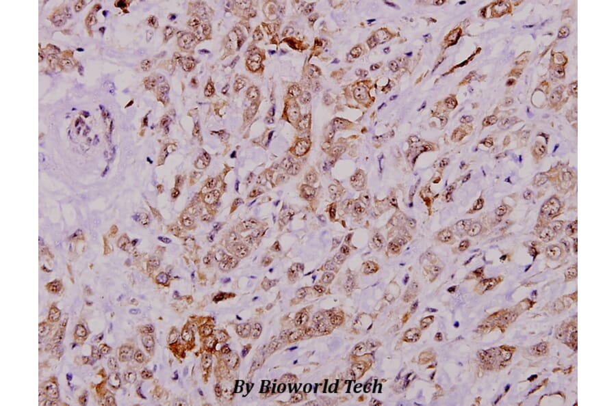 Anti-Cytokeratin 8 (G427) Antibody from Bioworld Technology (BS1545) - Antibodies.com