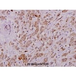 Anti-Cytokeratin 8 (G427) Antibody from Bioworld Technology (BS1545) - Antibodies.com