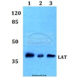 Anti-LAT (L185) Antibody from Bioworld Technology (BS1547) - Antibodies.com