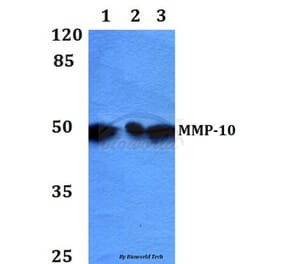 Anti-MMP-10 (I387) Antibody from Bioworld Technology (BS1551) - Antibodies.com