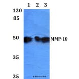 Anti-MMP-10 (I387) Antibody from Bioworld Technology (BS1551) - Antibodies.com