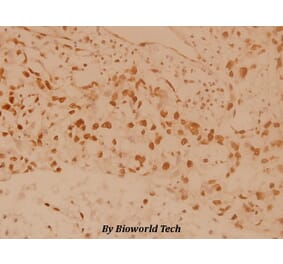 Anti-MSK1 (M355) Antibody from Bioworld Technology (BS1553) - Antibodies.com