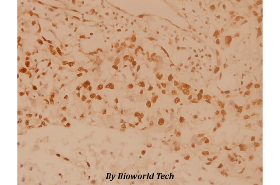 Anti-MSK1 (M355) Antibody from Bioworld Technology (BS1553) - Antibodies.com