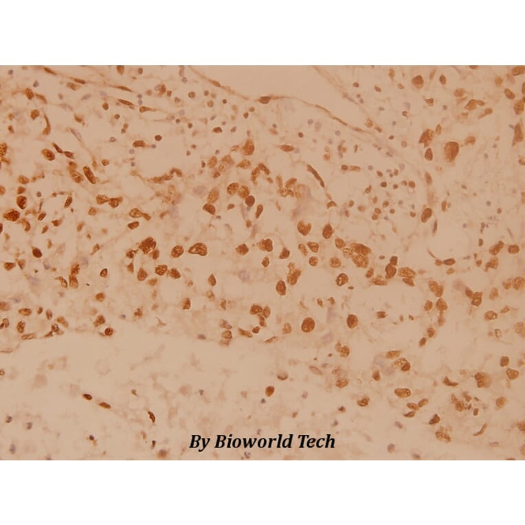 Anti-MSK1 (M355) Antibody from Bioworld Technology (BS1553) - Antibodies.com