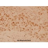 Anti-MSK1 (M355) Antibody from Bioworld Technology (BS1553) - Antibodies.com