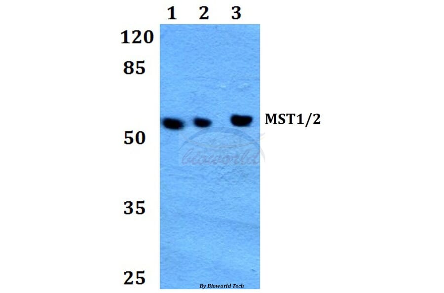 Anti-MST1/2 (M178) Antibody from Bioworld Technology (BS1554) - Antibodies.com