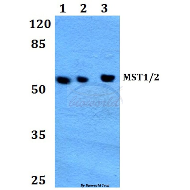 Anti-MST1/2 (M178) Antibody from Bioworld Technology (BS1554) - Antibodies.com
