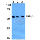 Anti-MST1/2 (M178) Antibody from Bioworld Technology (BS1554) - Antibodies.com