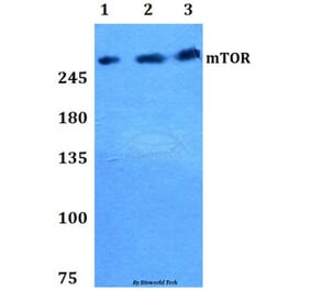 Anti-mTOR (P2476) Antibody from Bioworld Technology (BS1555) - Antibodies.com