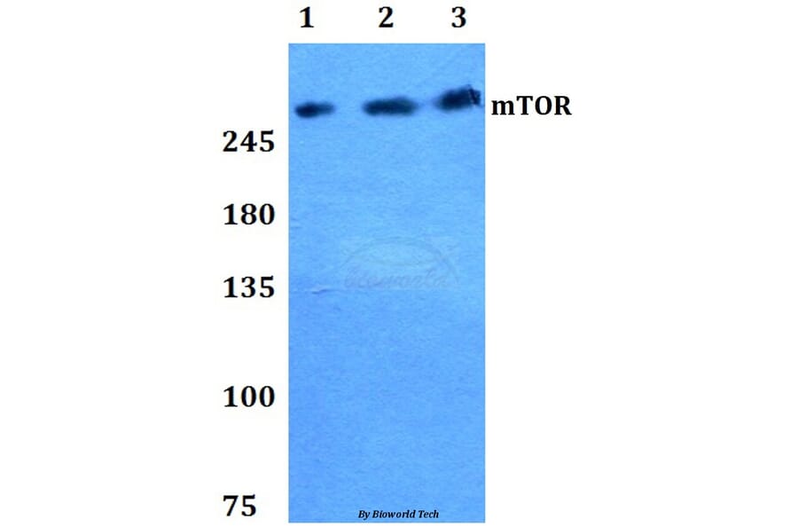 Anti-mTOR (P2476) Antibody from Bioworld Technology (BS1555) - Antibodies.com