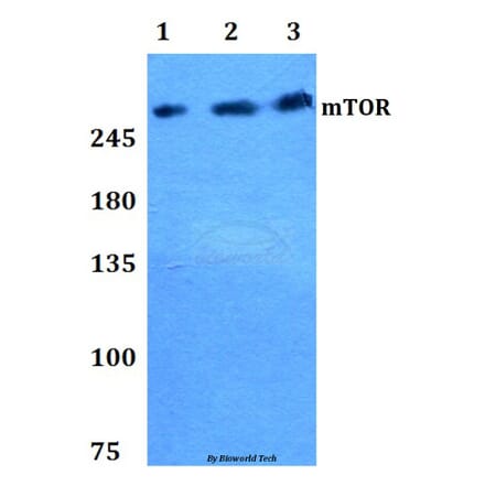 Anti-mTOR (P2476) Antibody from Bioworld Technology (BS1555) - Antibodies.com